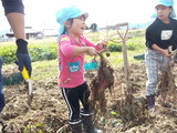 　どんぐり保育園 青組園児によるサツマイモ掘り 10月18日
